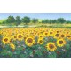 Franco Bocchi - Girasoli in Umbria